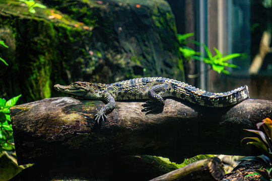 a small caimans - crocodiles on a log and rock on a sunny day. It live throughout the tropics in Africa, Asia, the Americas and Australia. Wildlife and animal concept.