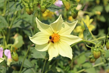  bee and yellow dahlia