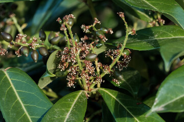 Giftige Beeren an einem Busch Lorbeerkirsche / Kirchlorbeer (Lat.: Prunus laurocerasus) zwischen...