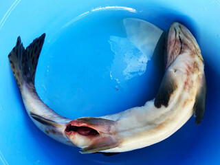 fish on a blue background