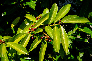 Obraz premium Schöne grüne Blätter und giftige Beeren an der Gartenpflanze Lorbeerkirsche / Kirchlorbeer (Lat.: Prunus laurocerasus, Syn.: Laurocerasus officinalis)