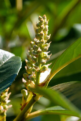Hochformat: Makro / Detail von Knospen der Gartenpflanze Lorbeerkirsche / Kirchlorbeer (Lat.: Prunus laurocerasus, Syn.: Laurocerasus officinalis), ein Strauch, der im Frühling blüht