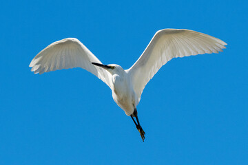 Little Egret Egretta garzetta Costa Ballena Cadiz