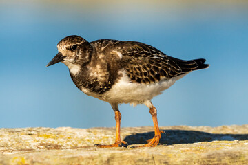 Ruddy Turnstone Arenaria interpres Costa Ballena Cadiz
