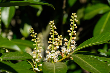 Drei Zweige mit Knospen und Blüten zwischen Blättern in einem Lorbeerkirsche / Kirchlorbeer (Lat.: Prunus laurocerasus, Syn.: Laurocerasus officinalis), der im Frühling blüht