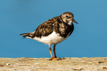 Ruddy Turnstone Arenaria interpres Costa Ballena Cadiz