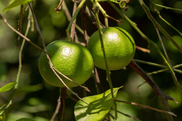 Two green lemons weigh on a lemon tree.