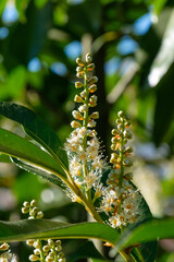 Hochformat: Knospen und Blüten zwischen Blättern in einem Busch Lorbeerkirsche / Kirchlorbeer (Lat.: Prunus laurocerasus) im Frühling 