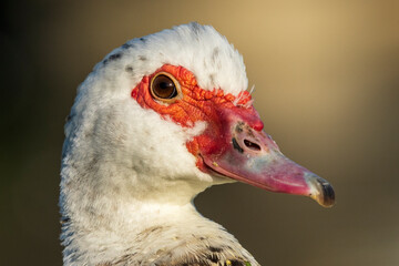 Muscovy Duck Domestic type Cairina moschata Costa Ballena Cadiz