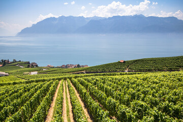 Vineyards in Lavaux region, Switzerland