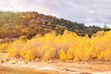 Autumn Landscape. Autumn Trees And Leaves. Fall