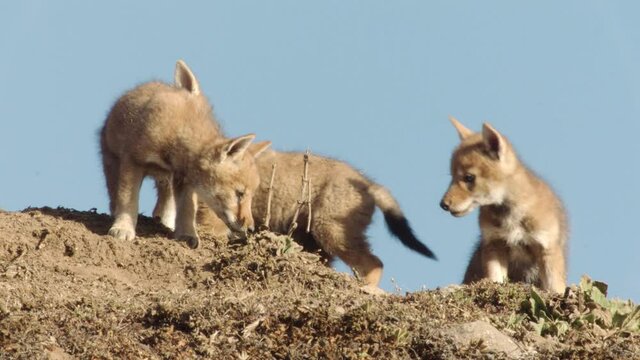 Ethiopian wolf cubs playing with each other, Guassa, Ethiopia