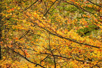 herbstliches Blattwerk