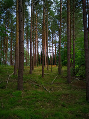 Blick in den Wald