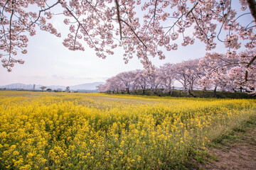 Obraz premium 桜と菜の花