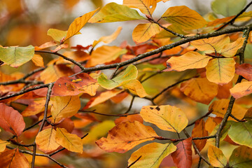 herbstliches Blattwerk