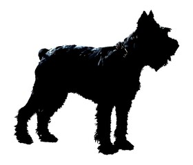Giant Schnauzer, Riesenschnauzer dog silhouette isolated on white background. Illustration.   Group 2 Section 1 breed of FCI-classification