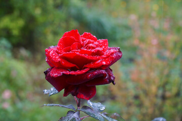  Red rose flower with water drops on the background of the greenery of the garden during the rain.