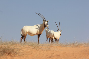 Naklejka na ściany i meble Arabian Oryx herd