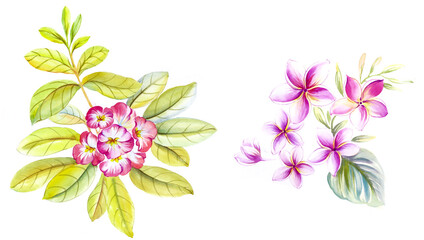 Flowers watercolor illustration.Manual composition.Big Set watercolor elements.