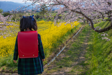 新一年生と桜