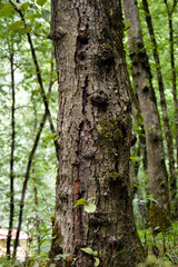 Closeup photo shoot from trunk of old tree.