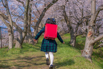 新一年生と桜