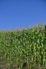 Fototapeta premium corn field with sky