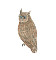 Watercolor painting a owl isolated on white