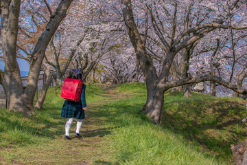 Fototapeta premium 新一年生と桜