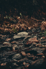 Autumn in the dark forest. The atmosphere of mysticism and fog.