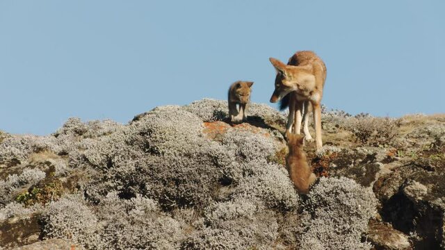 Ethiopian wolves pup in nature, Ethiopia
