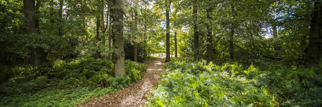 panoramic image of a forest trail in summer