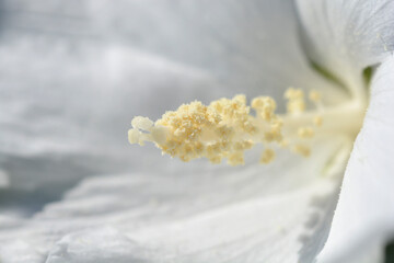 White Rose Of Sharon