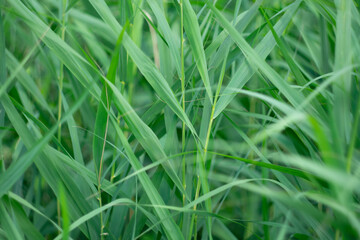 Fototapeta na wymiar Green meadow plants as background.