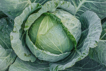 Head of cabbage in the garden covered with water drops. Cabbage after the rain.