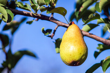 Ripe yellow pear hanging on branch before harvesting in autumn
