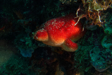 Red seasquirt or Sea peach (Halocynthia papillosa) in Mediterranean Sea