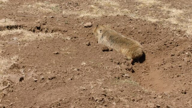 Big-headed African mole rat entering den, Ethiopia