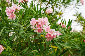 Naklejka na ściany i meble Oleander Flowers on tropical garden.