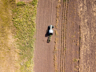Fototapeta premium Aerial drone view. The tractor collects potatoes in a potato field.