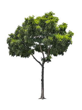 green tree isolated with clipping path on white background or die-cut of big leaf mahogany tree for garden decoration and environment conservation