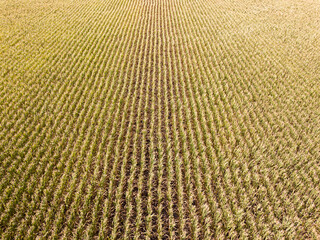 Aerial drone view. Ukrainian ripe cornfield on a sunny day.