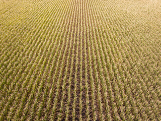 Aerial drone view. Ukrainian ripe cornfield on a sunny day.