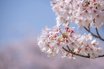 桜と青空