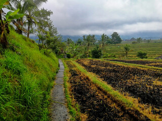 Fototapeta na wymiar Rice field burned after the harvest, in the famous Jatiluwih rice terraces in Bali, Indonesia