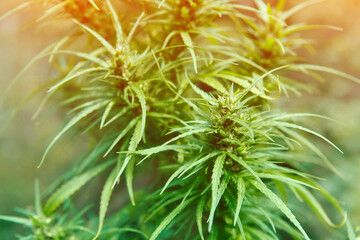 The wild female hemp Cannabis sativa plant medical cannabis in nature with blur background. Wild cannabis bud or fruit or enclosed in hairy bract. Close-up.