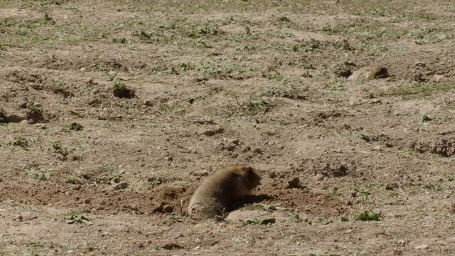African mole rats in nature, Ethiopia