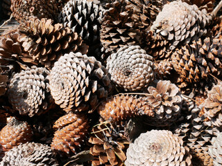 Several brown Maritime pine cones  in autumn
