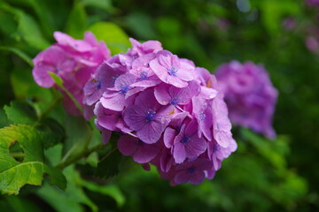 紫陽花